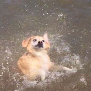 Meet your Posher, Tom